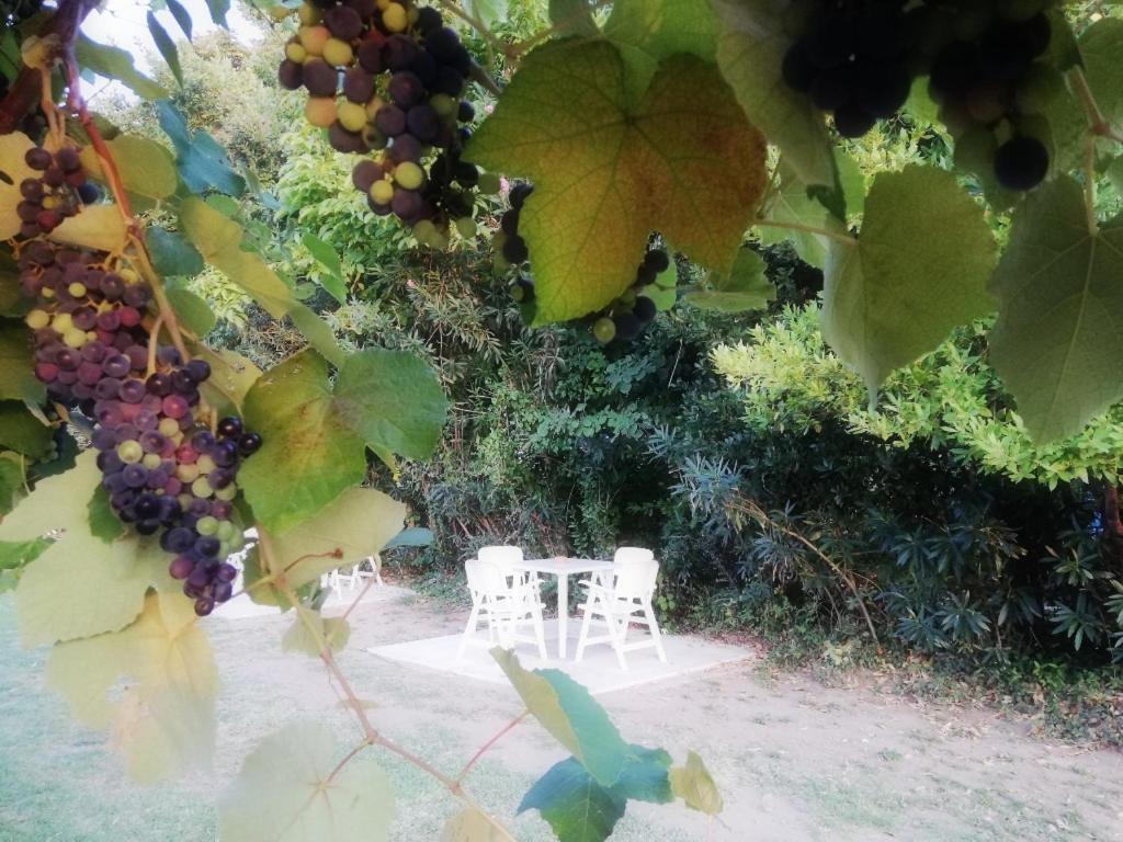 Mirini • Ancient Stagira Apts • Chalkidiki オリンピアダ エクステリア 写真